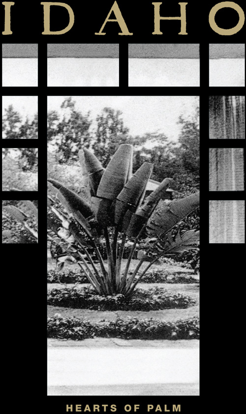 Hearts of palm